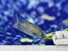 Laden Sie das Bild in den Galerie-Viewer, Fototapete Ein Fisch im Aquarium