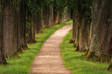 Laden Sie das Bild in den Galerie-Viewer, Fototapete Ein Weg im Wald