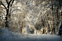 Laden Sie das Bild in den Galerie-Viewer, Fototapete Ein Winter Traum