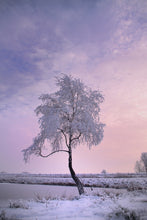 Laden Sie das Bild in den Galerie-Viewer, Fototapete Ein Winterbaum