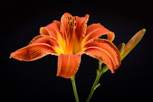 Laden Sie das Bild in den Galerie-Viewer, Fototapete Eine Lilien Blüte in orange
