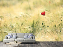Laden Sie das Bild in den Galerie-Viewer, Fototapete Eine Mohnblume