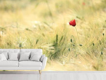 Laden Sie das Bild in den Galerie-Viewer, Fototapete Eine Mohnblume