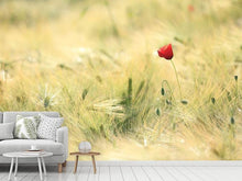 Laden Sie das Bild in den Galerie-Viewer, Fototapete Eine Mohnblume