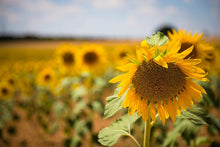 Laden Sie das Bild in den Galerie-Viewer, Fototapete Eine Sonnenblume im Feld