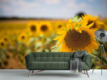 Laden Sie das Bild in den Galerie-Viewer, Fototapete Eine Sonnenblume im Feld