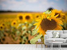 Laden Sie das Bild in den Galerie-Viewer, Fototapete Eine Sonnenblume im Feld