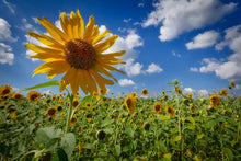 Laden Sie das Bild in den Galerie-Viewer, Fototapete Eine Sonnenblume unter vielen
