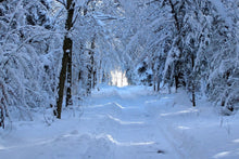 Laden Sie das Bild in den Galerie-Viewer, Fototapete Endlich Winter 