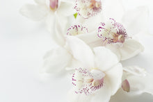 Laden Sie das Bild in den Galerie-Viewer, Fototapete Fantastische Orchideen