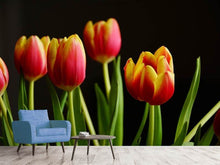 Laden Sie das Bild in den Galerie-Viewer, Fototapete Farbenfrohe Tulpen