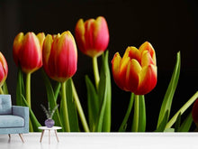 Laden Sie das Bild in den Galerie-Viewer, Fototapete Farbenfrohe Tulpen