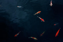 Laden Sie das Bild in den Galerie-Viewer, Fototapete Fische im Teich