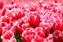 Laden Sie das Bild in den Galerie-Viewer, Fototapete Fröhliches Tulpenfeld