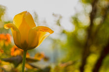 Laden Sie das Bild in den Galerie-Viewer, Fototapete Gelbe Tulpe in der Natur