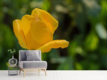 Laden Sie das Bild in den Galerie-Viewer, Fototapete Gelbe Tulpe XL