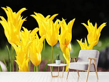 Laden Sie das Bild in den Galerie-Viewer, Fototapete Gelbe Tulpen in der Natur