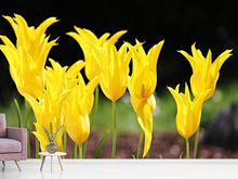 Laden Sie das Bild in den Galerie-Viewer, Fototapete Gelbe Tulpen in der Natur