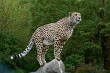 Laden Sie das Bild in den Galerie-Viewer, Fototapete Gepard auf dem Sprung