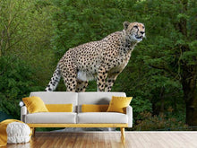 Laden Sie das Bild in den Galerie-Viewer, Fototapete Gepard auf dem Sprung