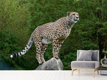 Laden Sie das Bild in den Galerie-Viewer, Fototapete Gepard auf dem Sprung