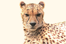 Laden Sie das Bild in den Galerie-Viewer, Fototapete Gepard in der Sonne