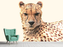 Laden Sie das Bild in den Galerie-Viewer, Fototapete Gepard in der Sonne