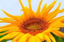Laden Sie das Bild in den Galerie-Viewer, Fototapete Grosse Sonnenblume