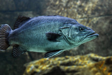 Laden Sie das Bild in den Galerie-Viewer, Fototapete Grosser Fisch