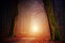 Laden Sie das Bild in den Galerie-Viewer, Fototapete Herbst im Wald
