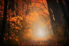 Laden Sie das Bild in den Galerie-Viewer, Fototapete Herbstlicht im Wald