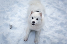 Laden Sie das Bild in den Galerie-Viewer, Fototapete Hunde Freude im Schnee