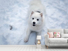 Laden Sie das Bild in den Galerie-Viewer, Fototapete Hunde Freude im Schnee