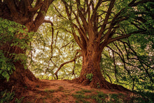 Laden Sie das Bild in den Galerie-Viewer, Fototapete Im dichten Wald