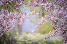 Laden Sie das Bild in den Galerie-Viewer, Fototapete Im schönen Frühling