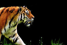 Laden Sie das Bild in den Galerie-Viewer, Fototapete Imposanter Tiger
