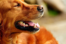 Laden Sie das Bild in den Galerie-Viewer, Fototapete Irish Setter Schnauze