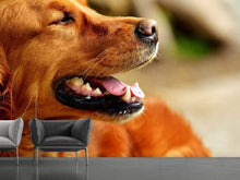 Laden Sie das Bild in den Galerie-Viewer, Fototapete Irish Setter Schnauze