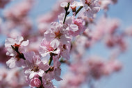 Fototapete Japanische Zierkirsche Close up