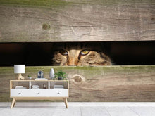 Laden Sie das Bild in den Galerie-Viewer, Fototapete Katze im Versteck