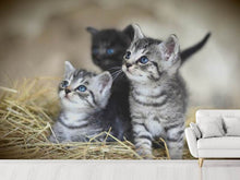 Laden Sie das Bild in den Galerie-Viewer, Fototapete Kitten Trio