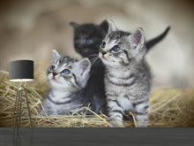 Laden Sie das Bild in den Galerie-Viewer, Fototapete Kitten Trio