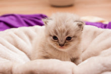 Laden Sie das Bild in den Galerie-Viewer, Fototapete Kitten zum Verlieben