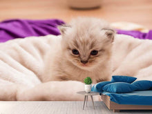 Laden Sie das Bild in den Galerie-Viewer, Fototapete Kitten zum Verlieben