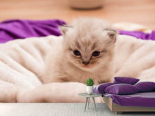 Laden Sie das Bild in den Galerie-Viewer, Fototapete Kitten zum Verlieben