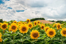 Laden Sie das Bild in den Galerie-Viewer, Fototapete Landschaft mit Sonnenblumen