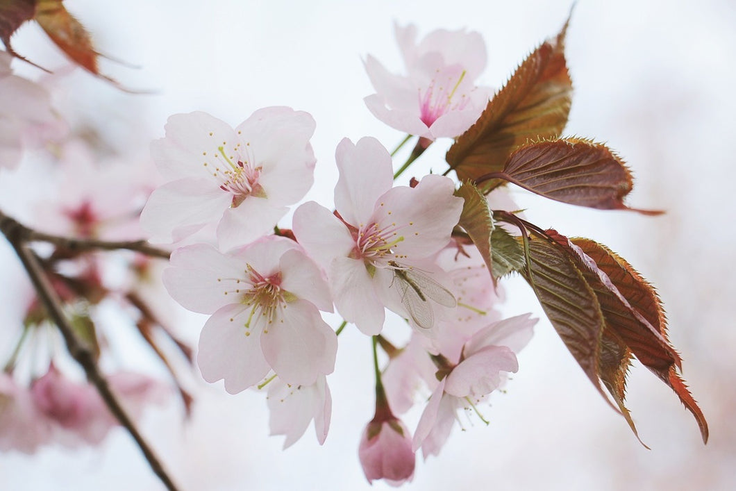 Fototapete Liebliche Japanische Zierkirsche