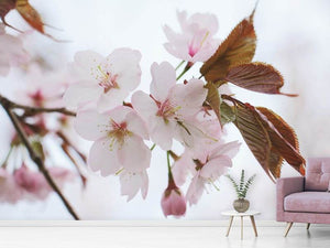 Fototapete Liebliche Japanische Zierkirsche