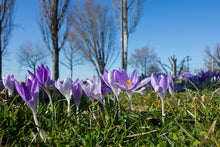 Laden Sie das Bild in den Galerie-Viewer, Fototapete Lila Krokus in der Natur
