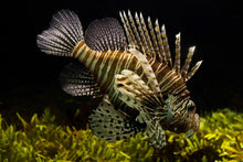 Laden Sie das Bild in den Galerie-Viewer, Fototapete Lion Fisch